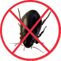 Les  Insectes Noir