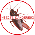 Les  cafards