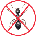 Les  fourmis