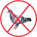Les  pigeons