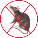 Les  rats