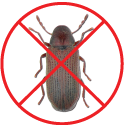 Les  moustiques